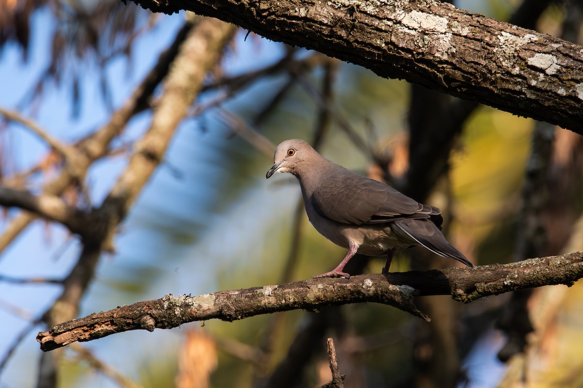 White-tipped Dove - Nicolas Mazzini