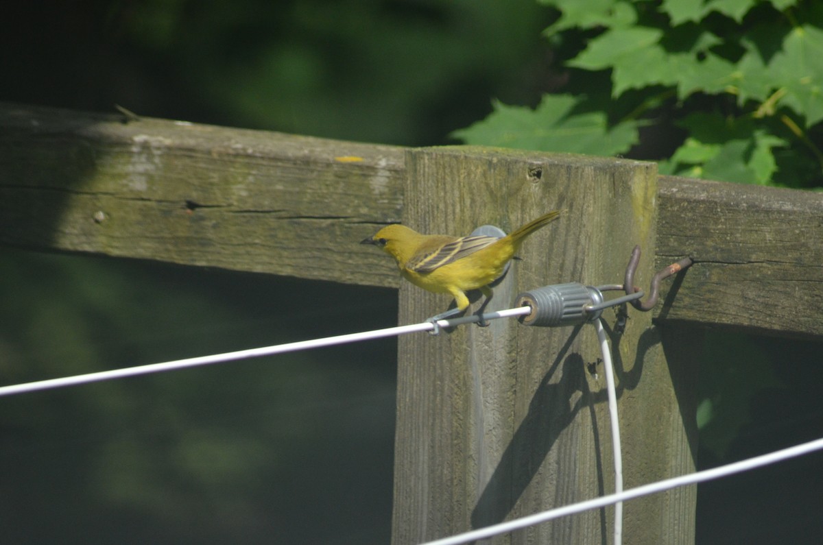 Orchard Oriole - ML593512581