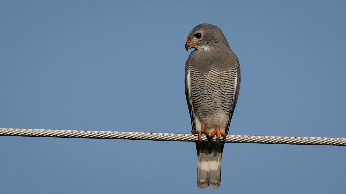 Lizard Buzzard - ML593513001