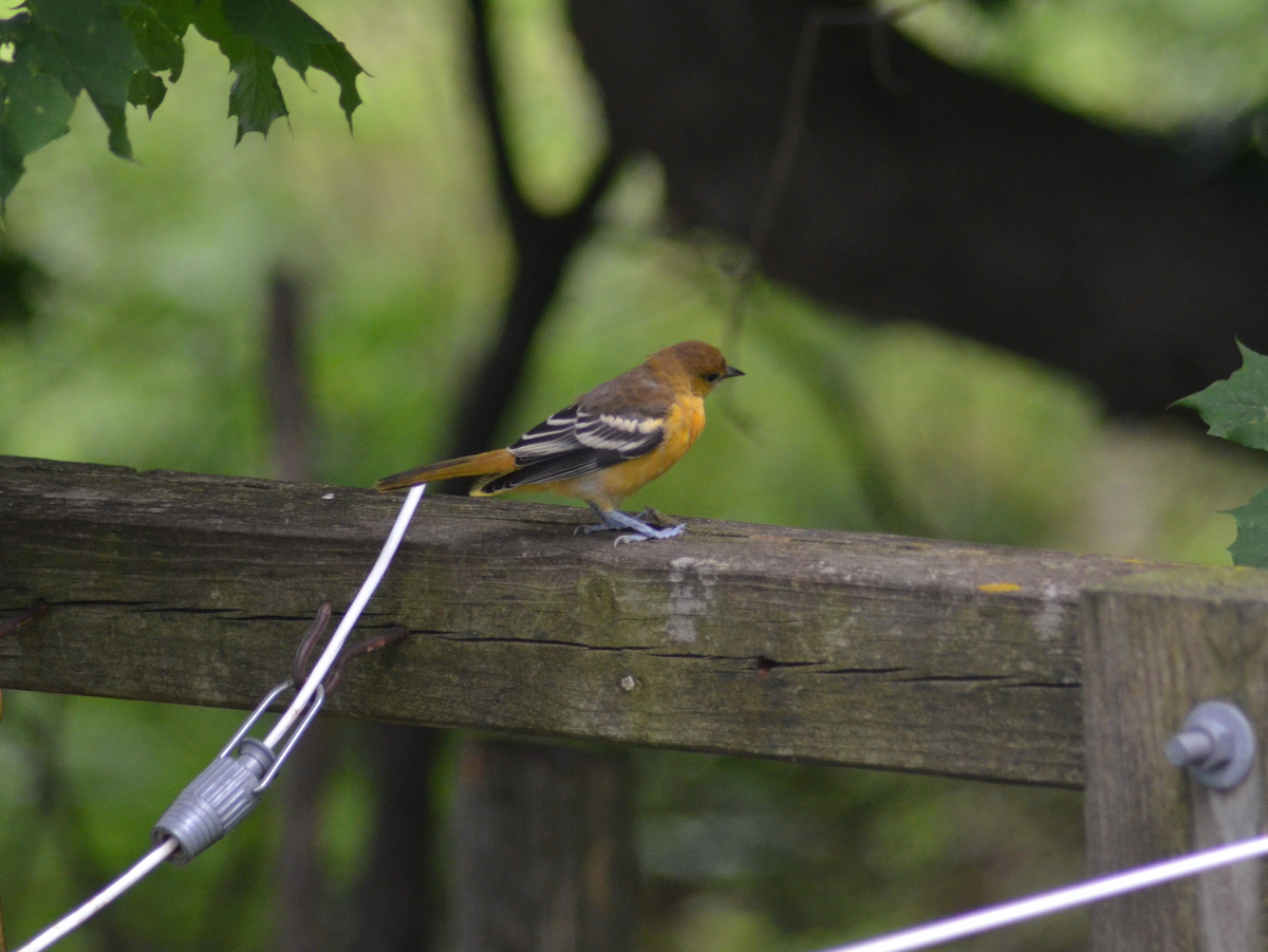 Baltimore Oriole - ML593513291