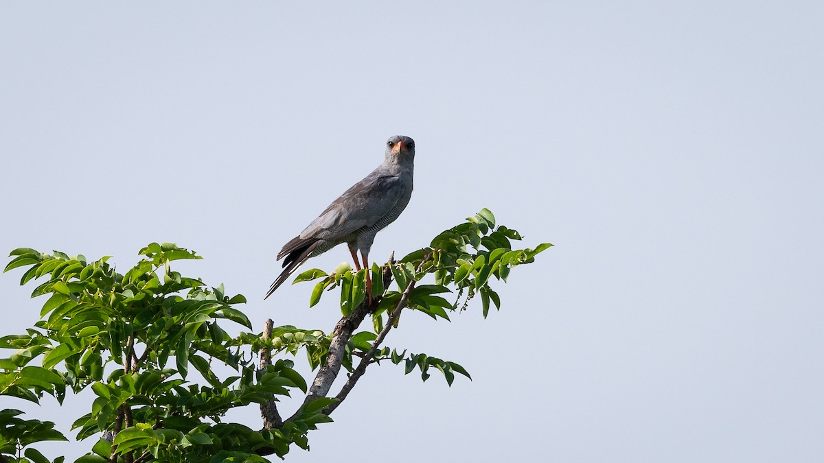 Dark Chanting-Goshawk - ML593513641