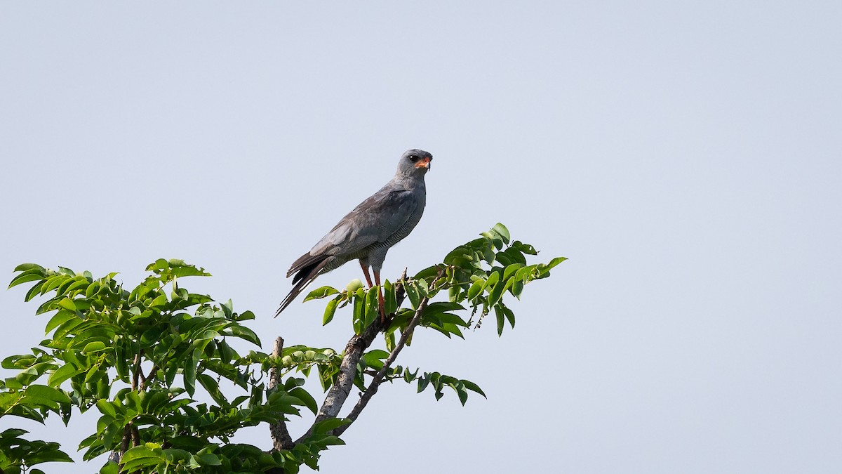 Dark Chanting-Goshawk - ML593513651