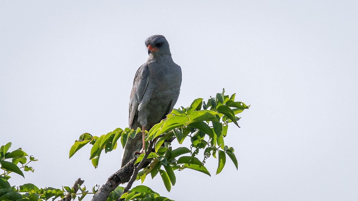 Dark Chanting-Goshawk - ML593513891