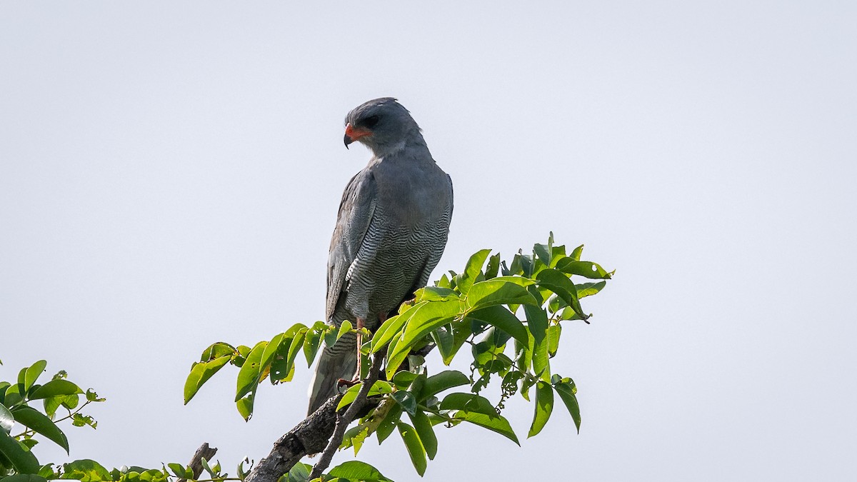 Dark Chanting-Goshawk - ML593513901