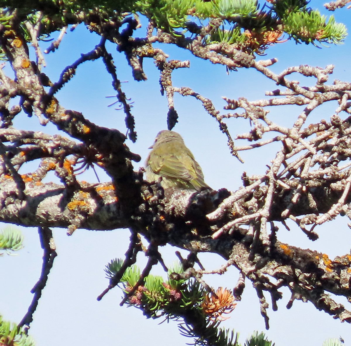 Warbling Vireo - ML593514201