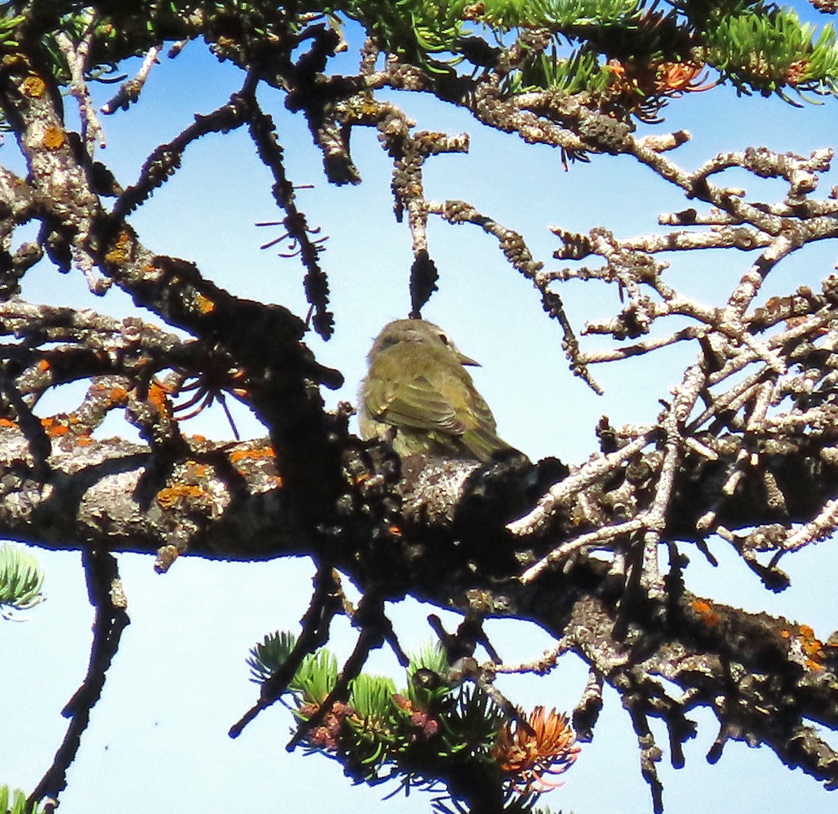 Vireo Gorjeador - ML593514211