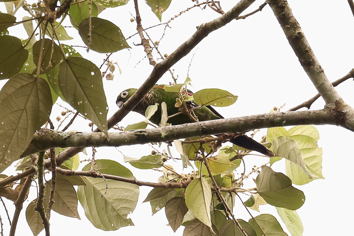 Maroon-tailed Parakeet - ML593515831