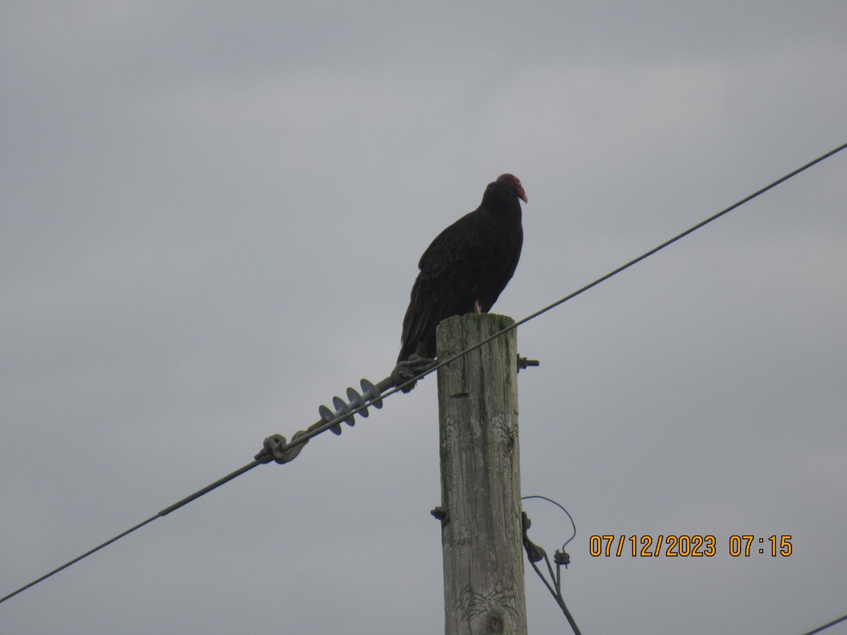 Turkey Vulture - ML593516261