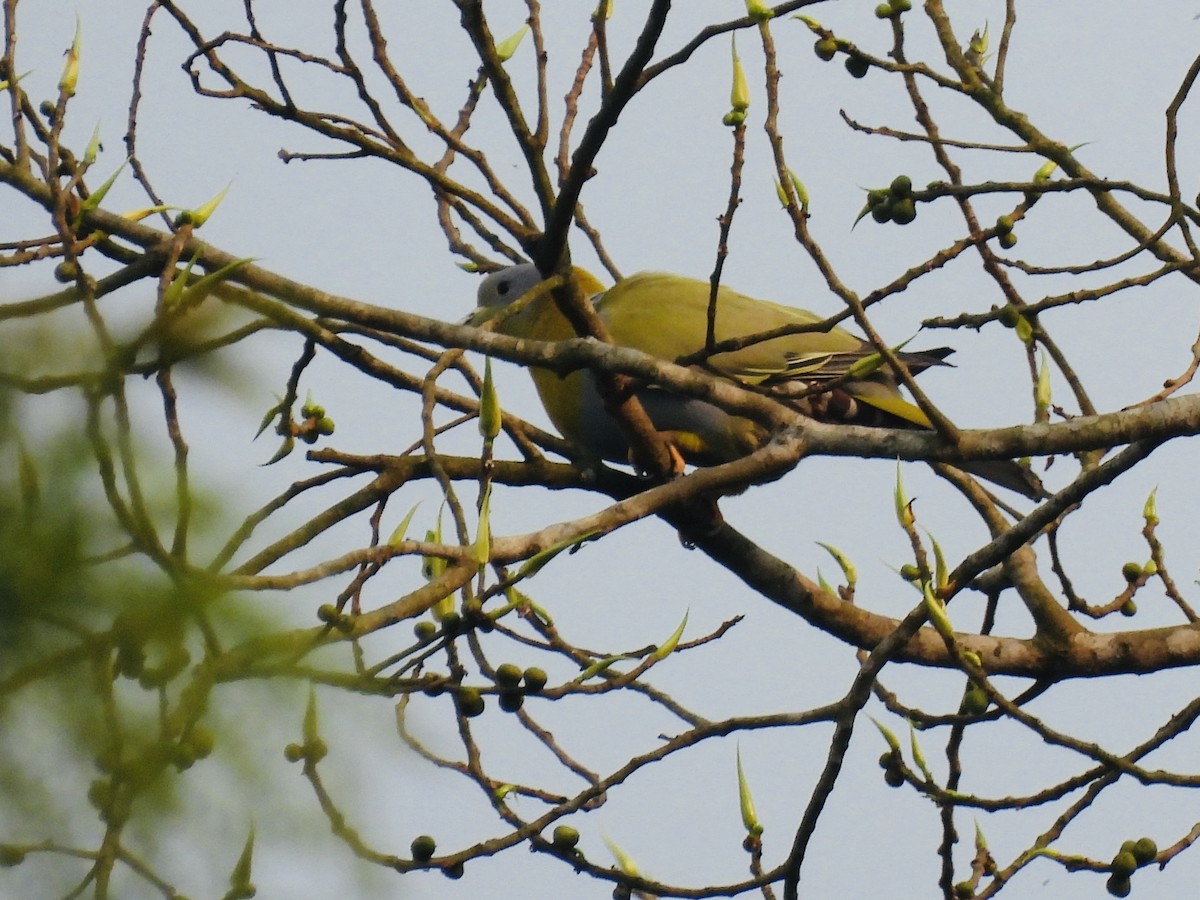 Yellow-footed Green-Pigeon - ML593517871