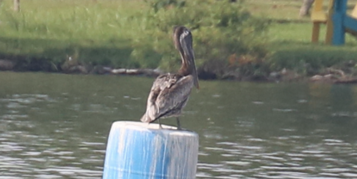 Brown Pelican - ML593520871