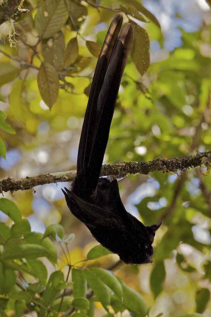 Arfak Astrapia - Tim Laman