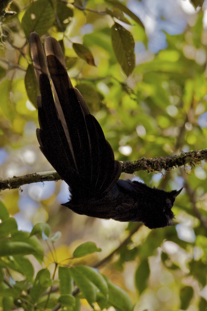 Arfak Astrapia - Tim Laman