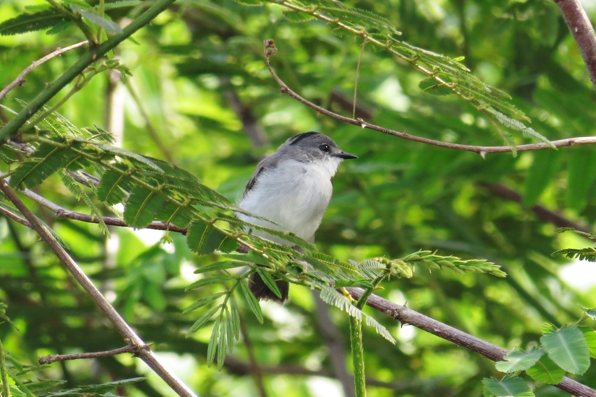 River Tyrannulet - ML593522571