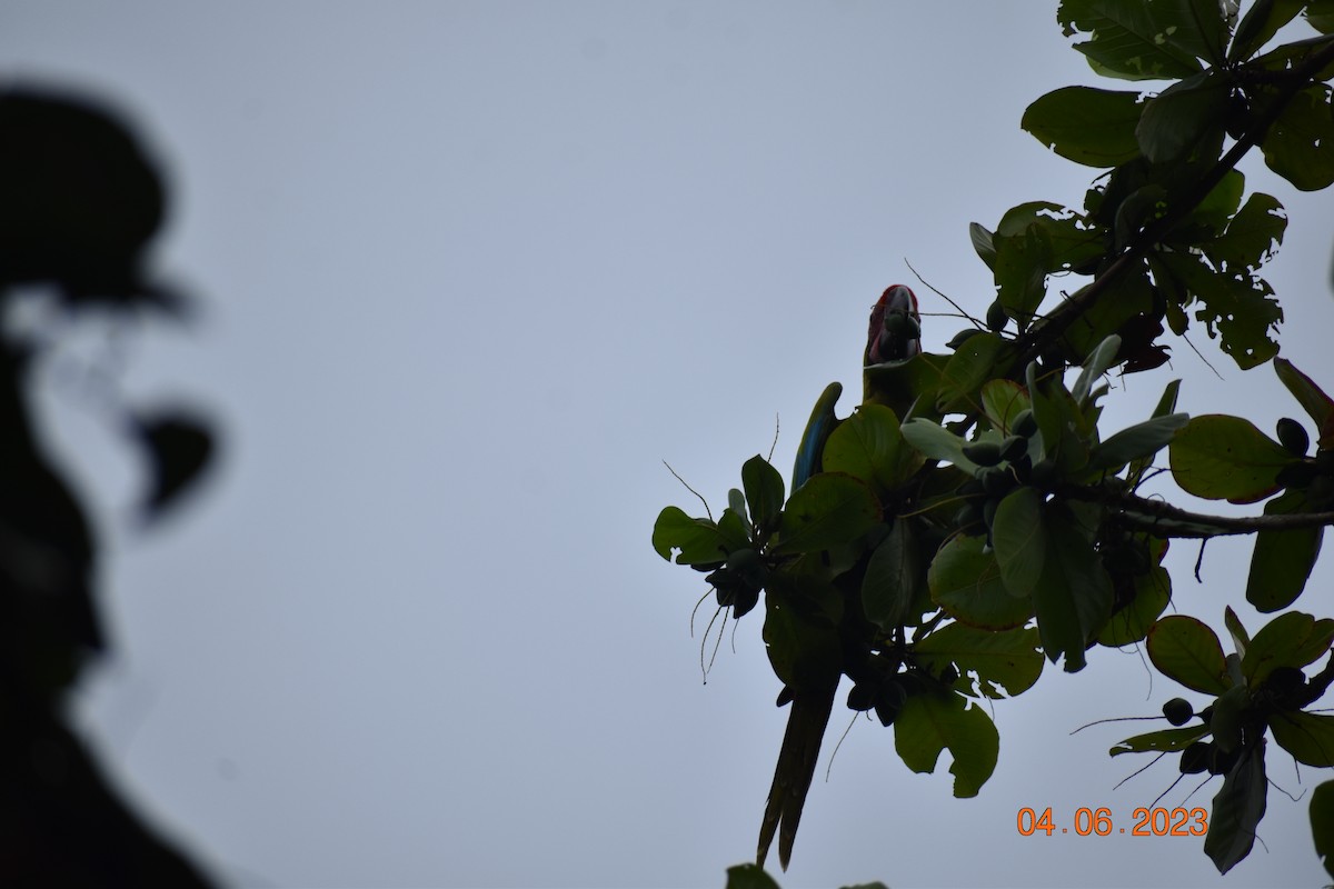 large macaw sp. - ML593522681