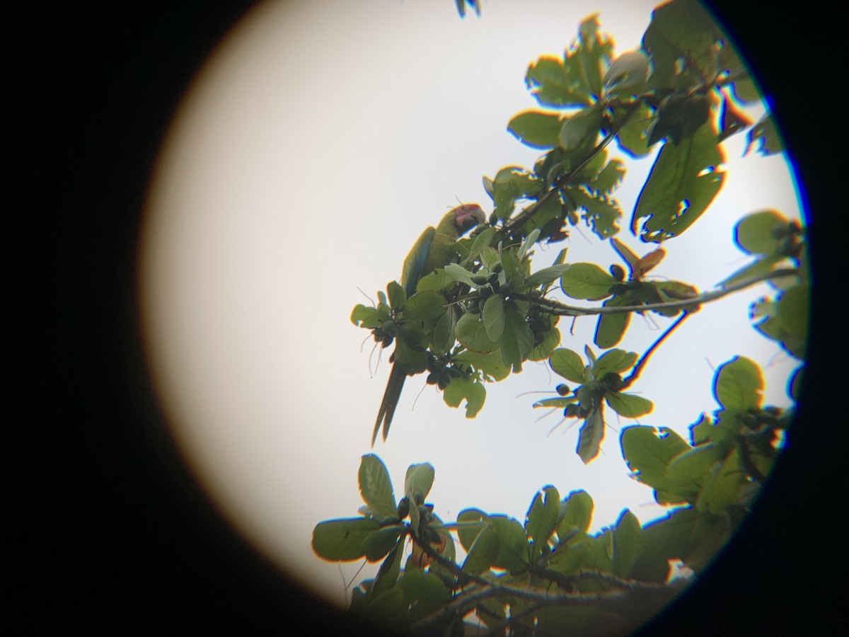 large macaw sp. - ML593522701