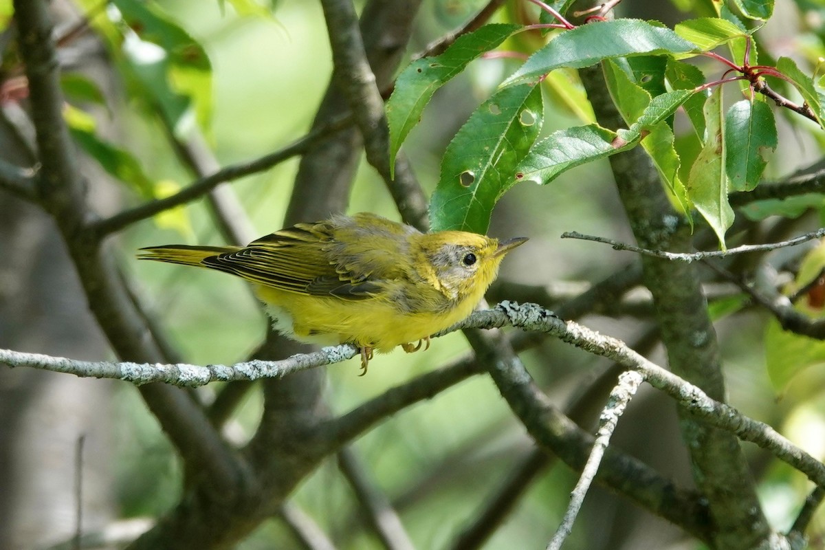 Yellow Warbler (Northern) - ML593522941