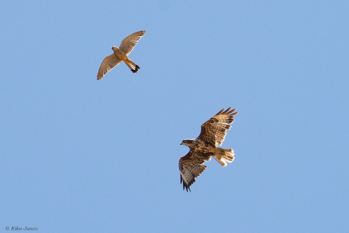 Common Buzzard - ML593524771