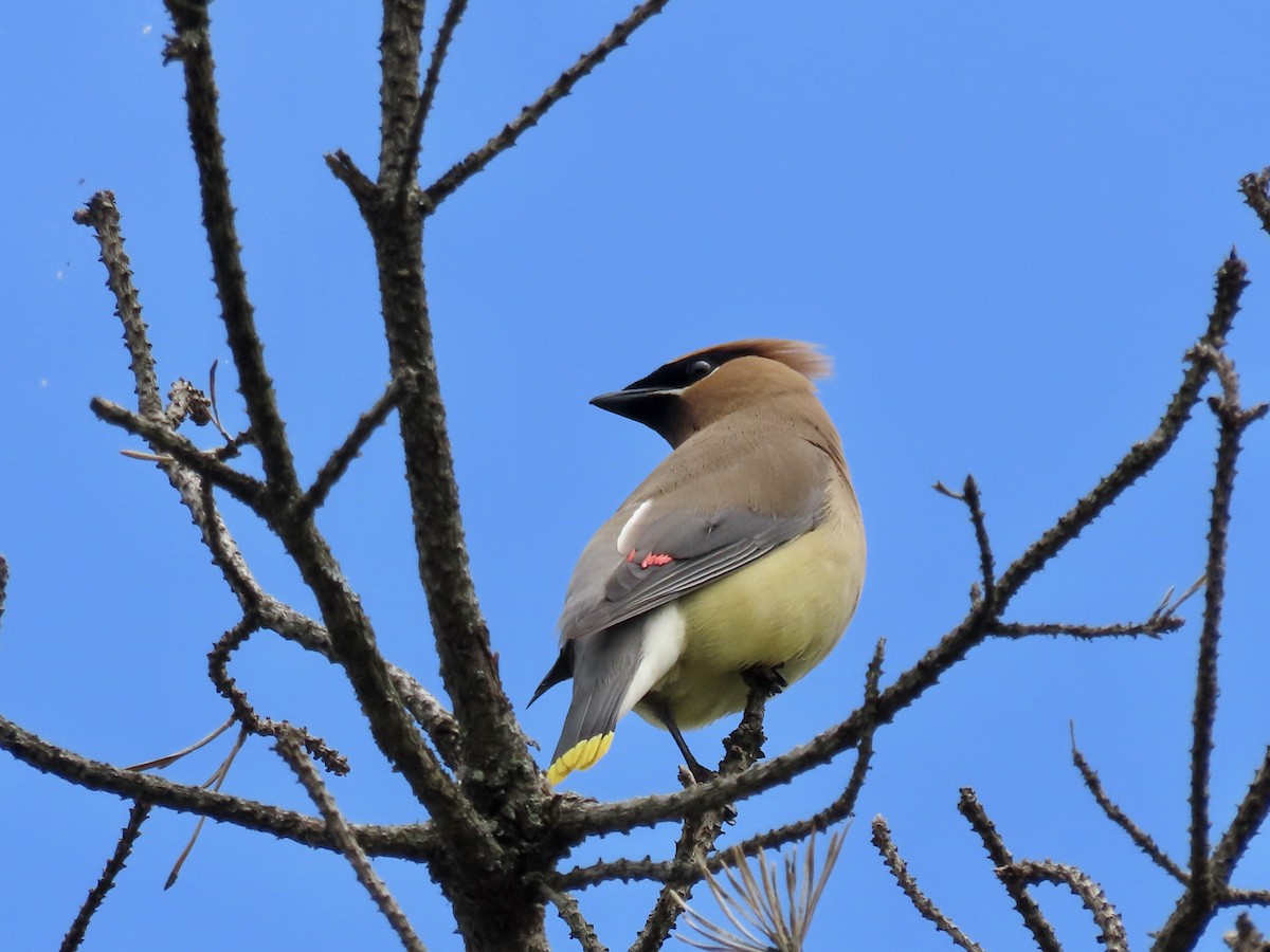 Cedar Waxwing - ML593525201