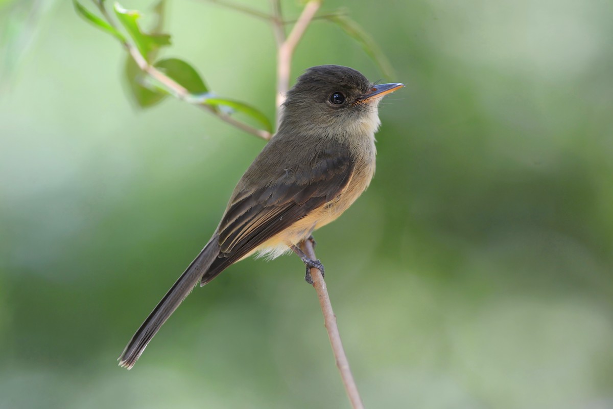 eBird Checklist - 6 Jun 2023 - Lower Colihaut - 25 species