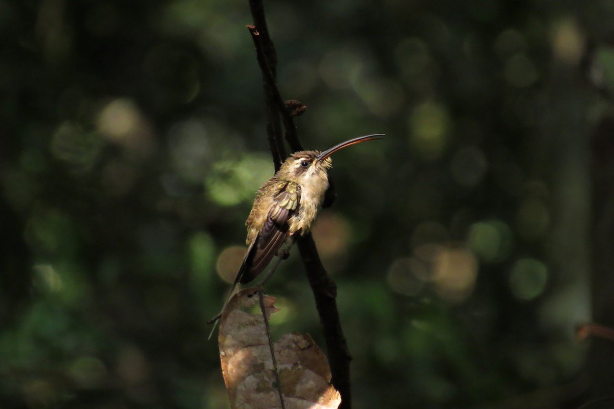 kolibřík poustevník - ML593526251