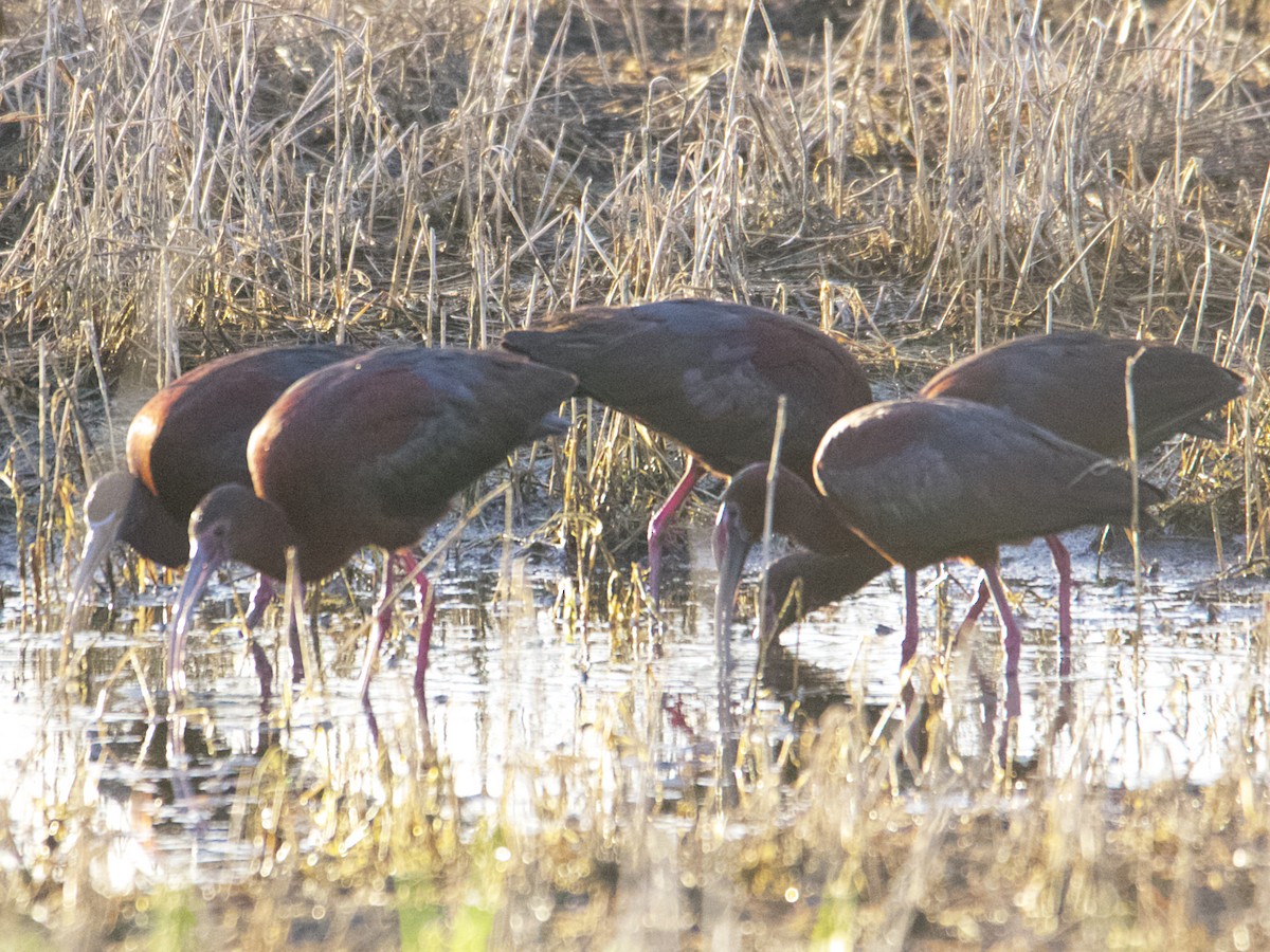 ibis hnědý - ML593526571
