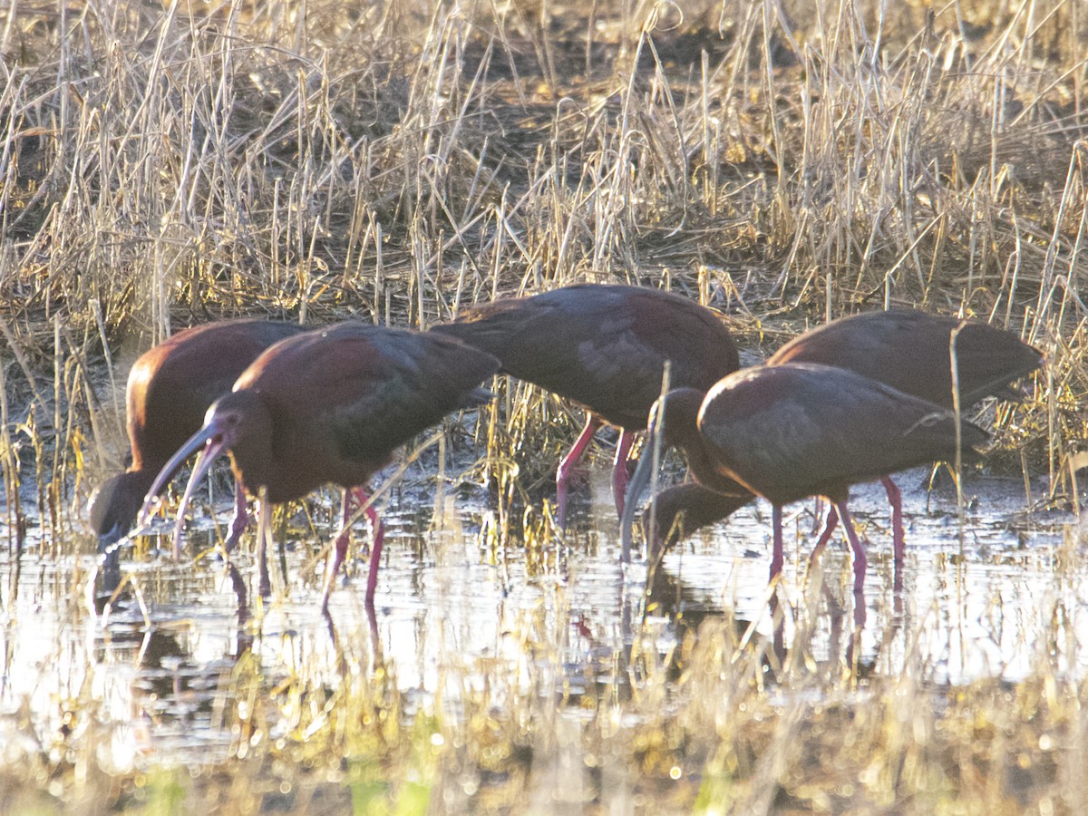 ibis hnědý - ML593526581