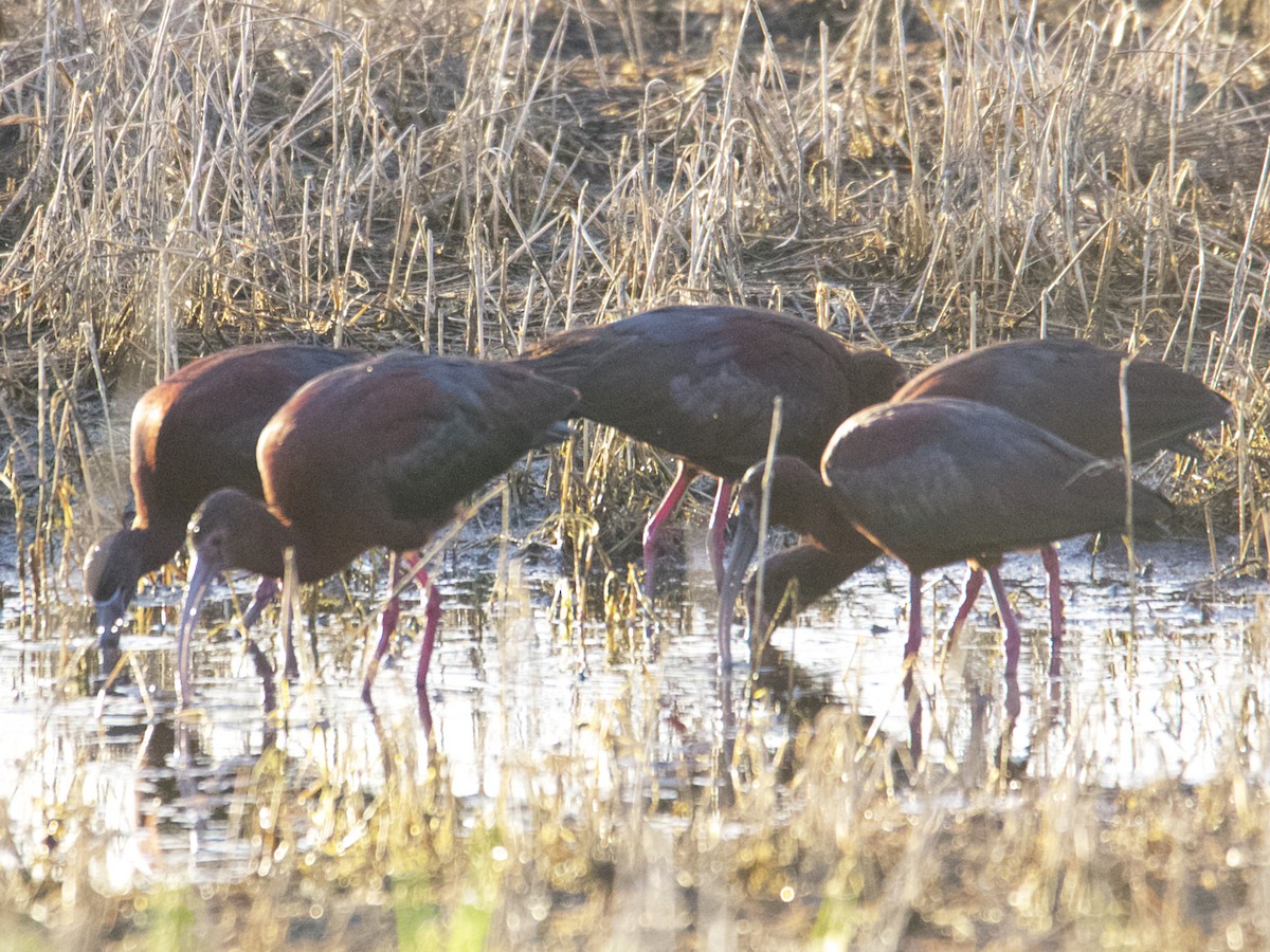 ibis hnědý - ML593526591