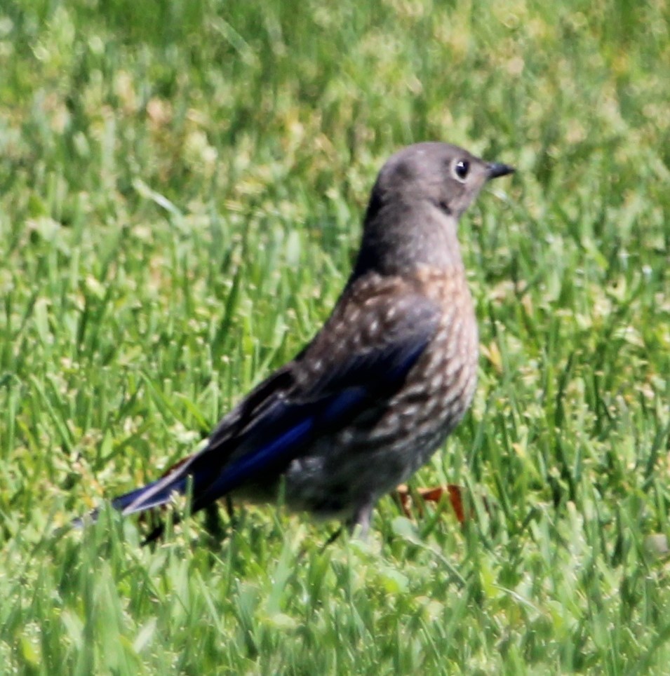 Western Bluebird - ML593527491