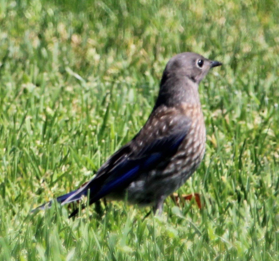 Western Bluebird - ML593527511