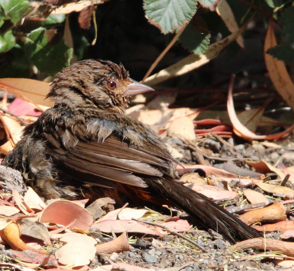 California Towhee - ML593527521