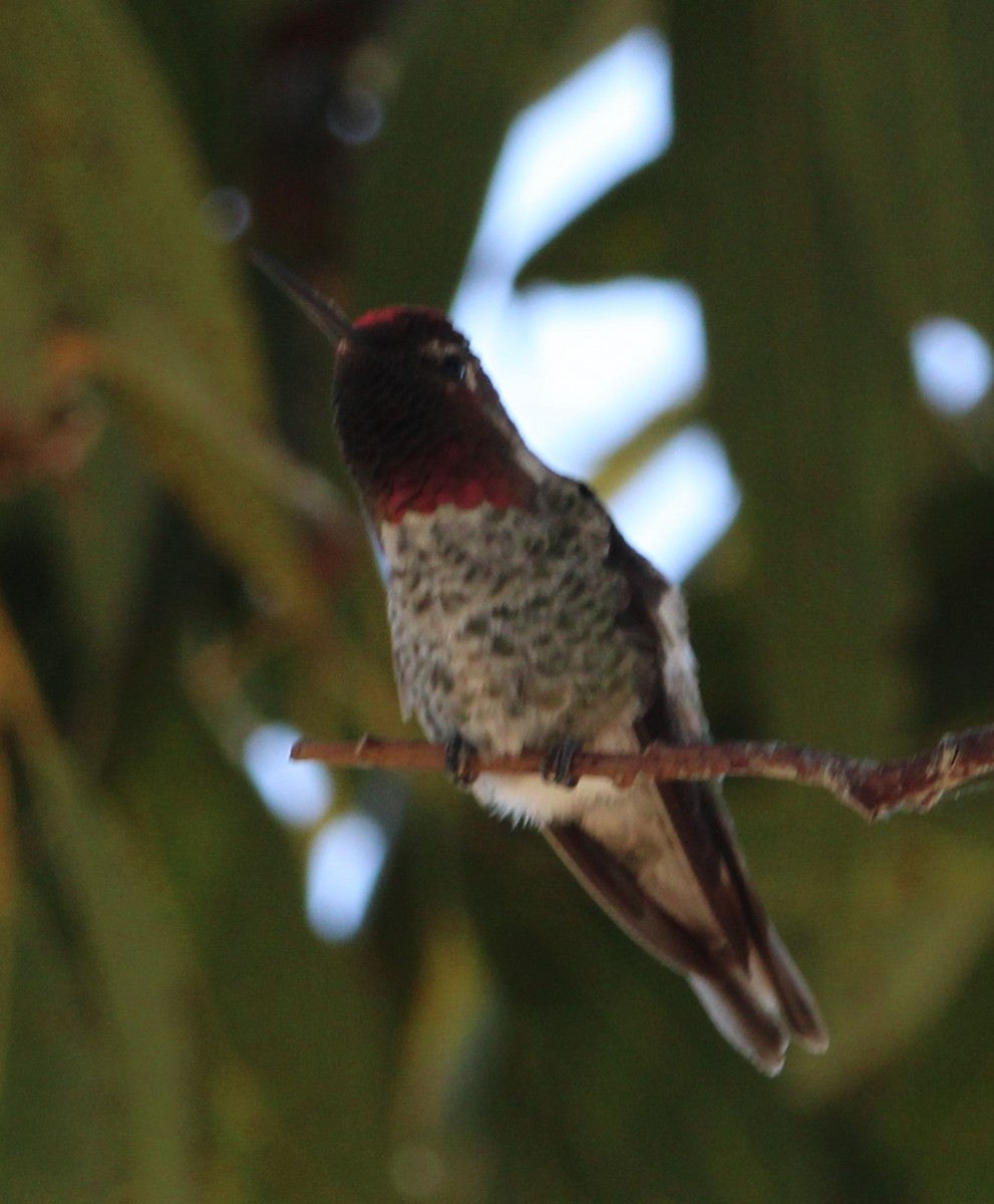 Anna's Hummingbird - ML593527641