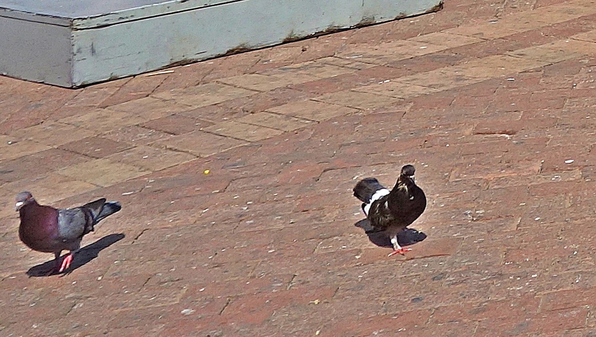 Rock Pigeon (Feral Pigeon) - ML593528461