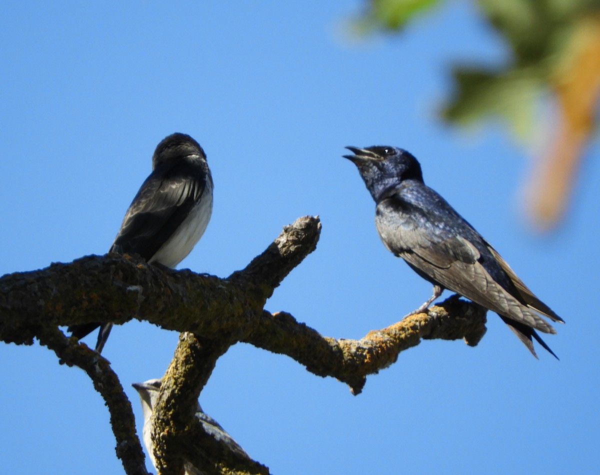 Purple Martin - ML593528641