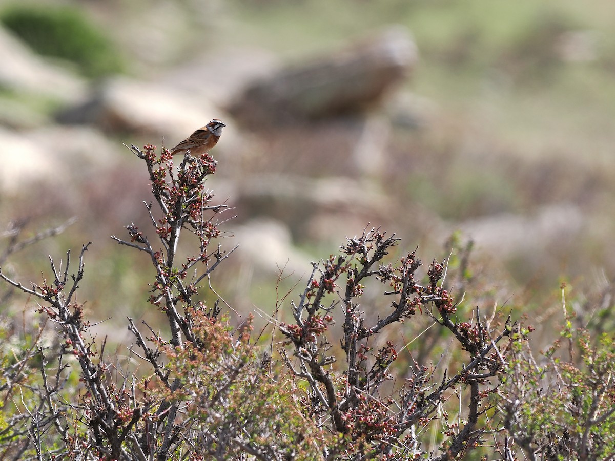 Meadow Bunting - Paul French