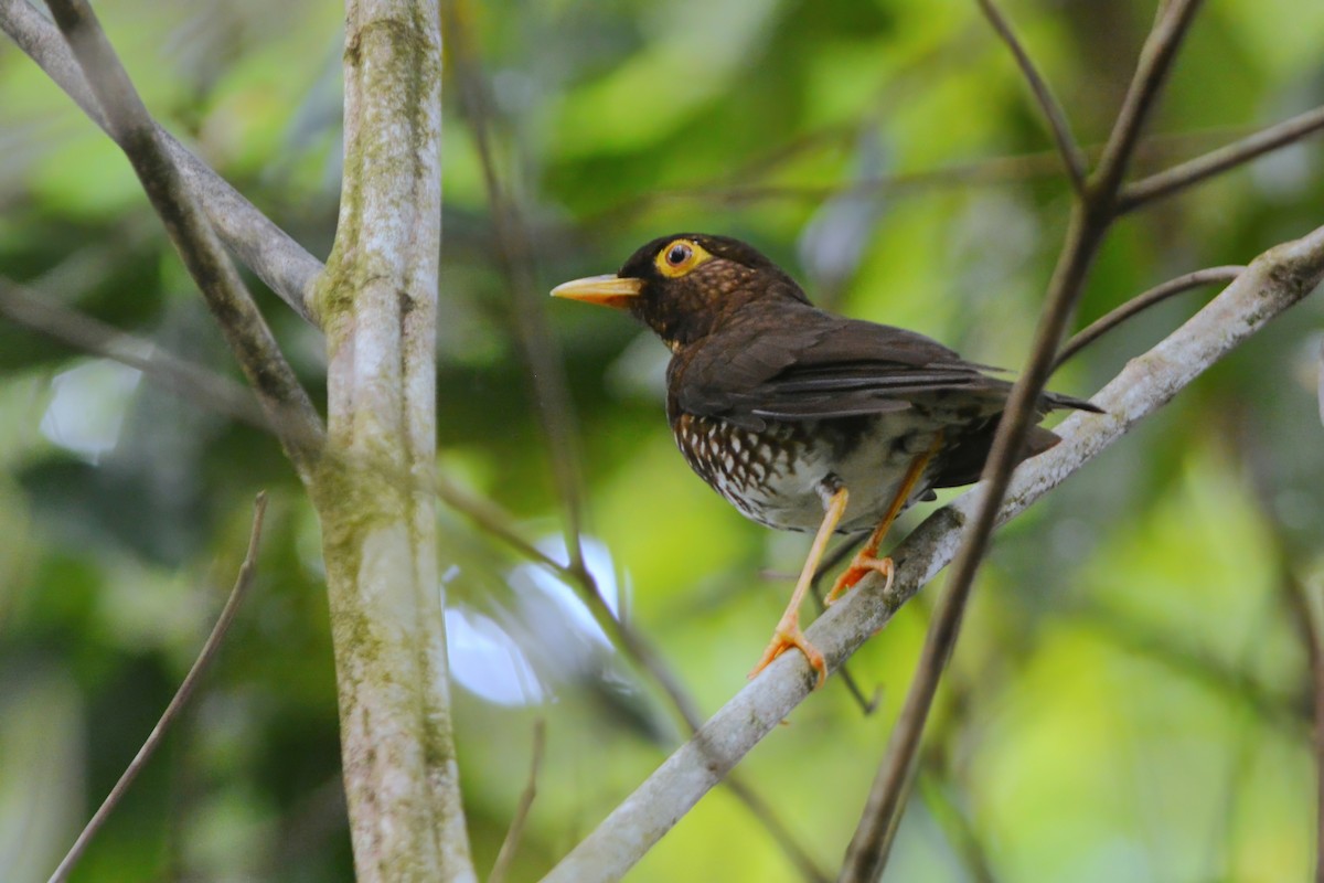 Forest Thrush - David Hollie