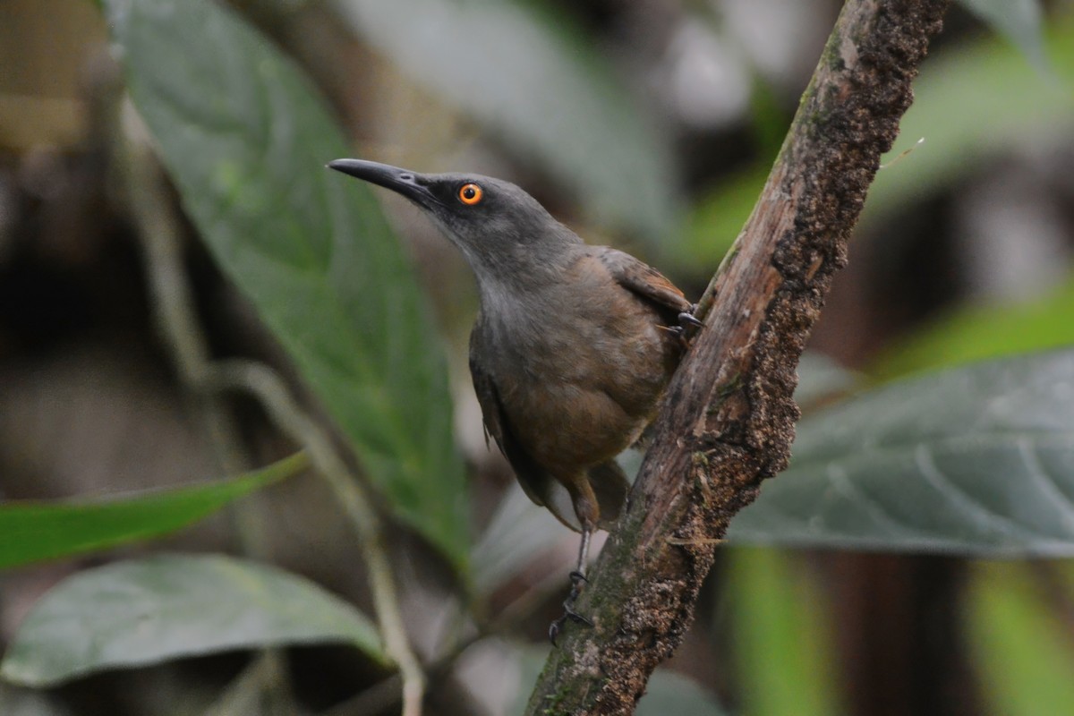 Brown Trembler - David Hollie