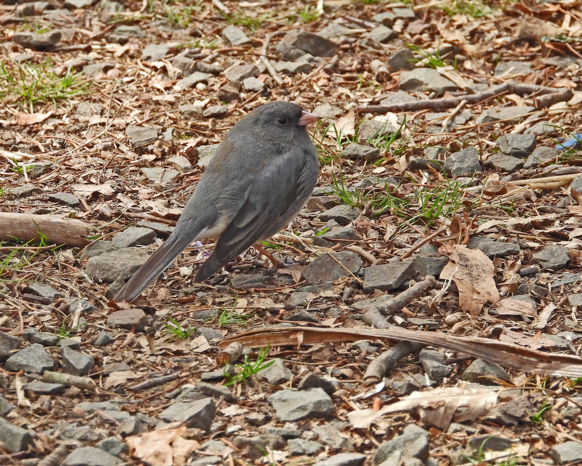 Junco Ojioscuro - ML593529921