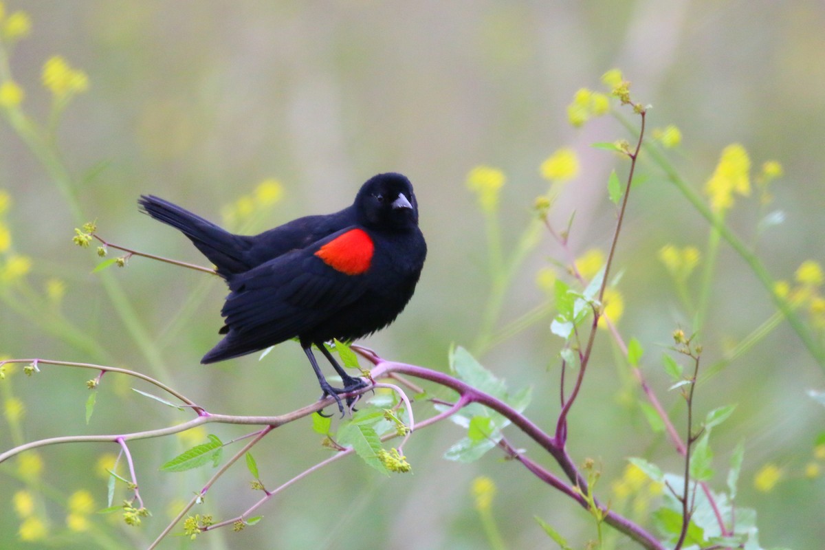 Red-winged Blackbird (California Bicolored) - Devin Griffiths