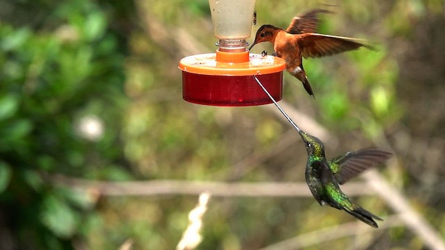 Colibrí Picoespada - ML593530311