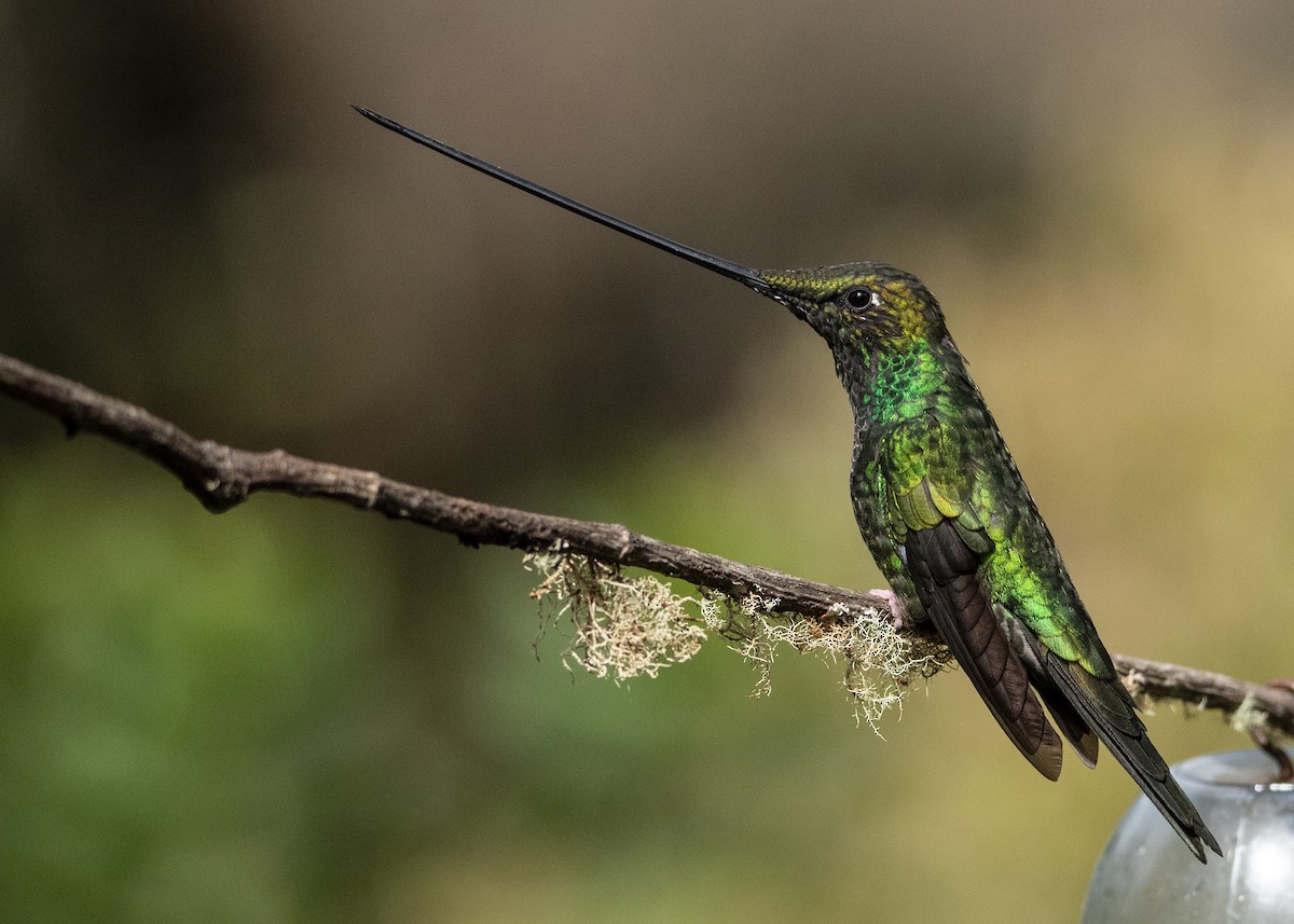 Sword-billed Hummingbird - Garima Bhatia
