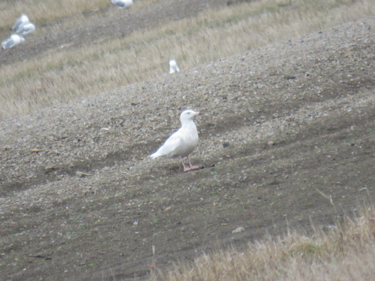 Glaucous Gull - ML59353081