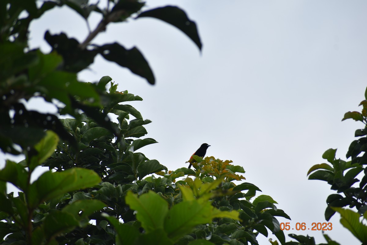 Scarlet-rumped Tanager - John Cassell