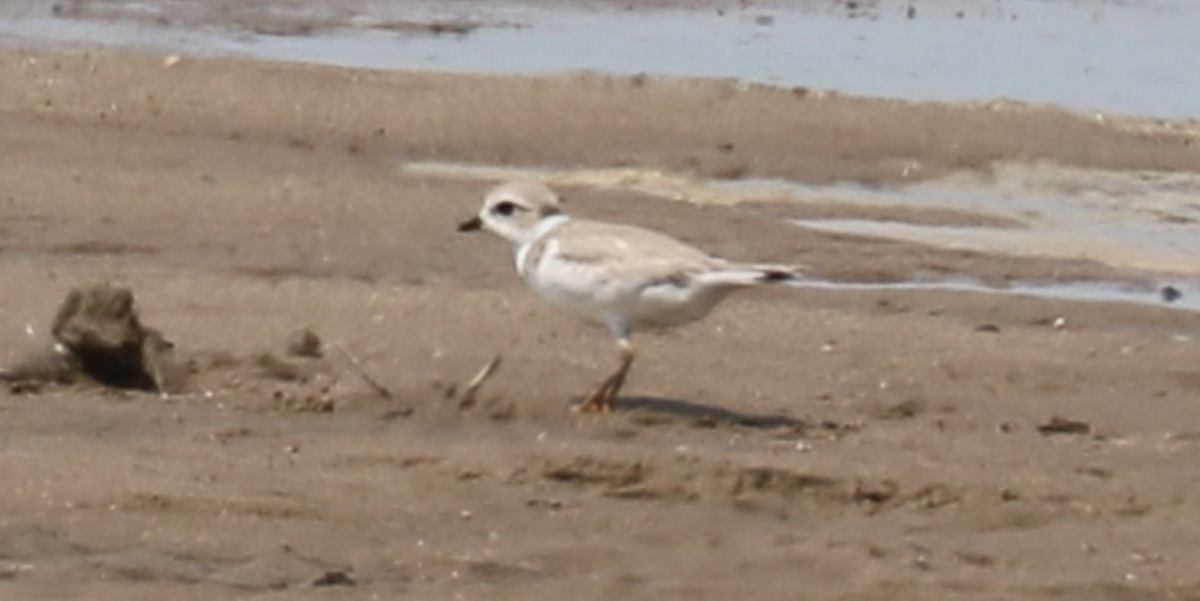 Piping Plover - ML593532821