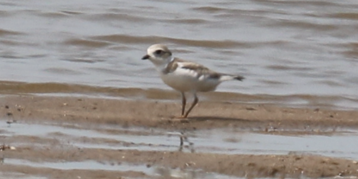 Piping Plover - ML593532831