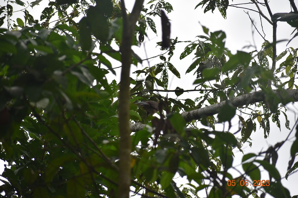 Gray-headed Chachalaca - John Cassell