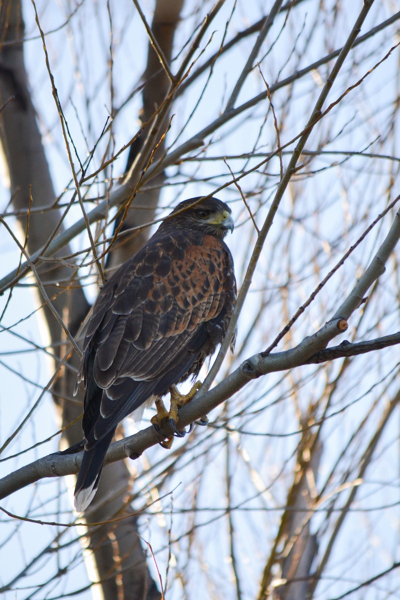 Harris's Hawk - Paula Haneck