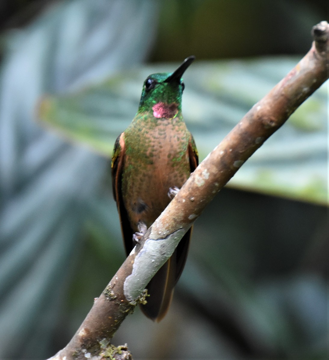 Fawn-breasted Brilliant - ML593535551