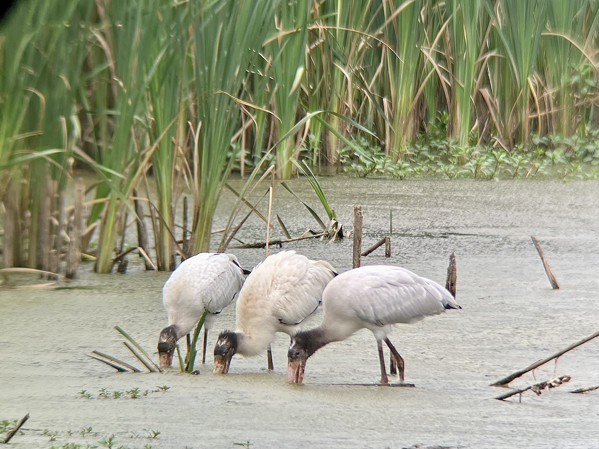 Wood Stork - ML593536231