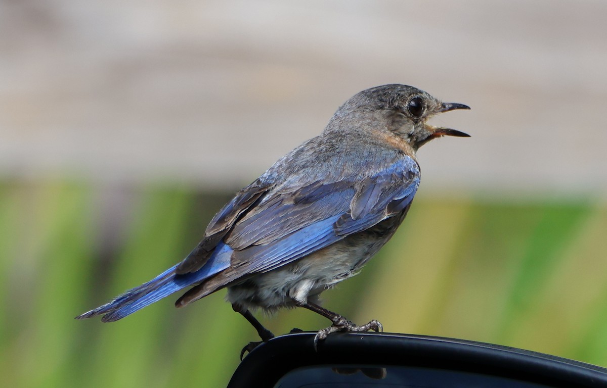 Merlebleu de l'Est - ML593537101