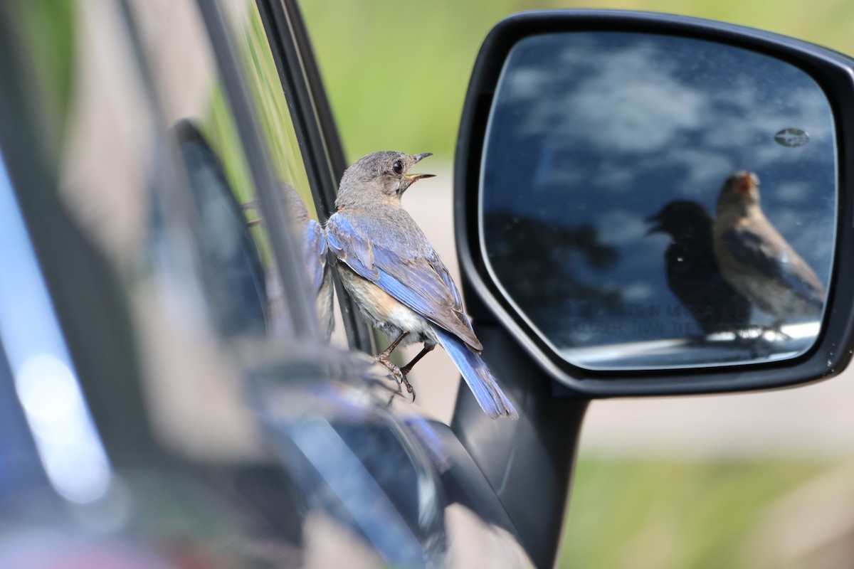 Eastern Bluebird - ML593537111